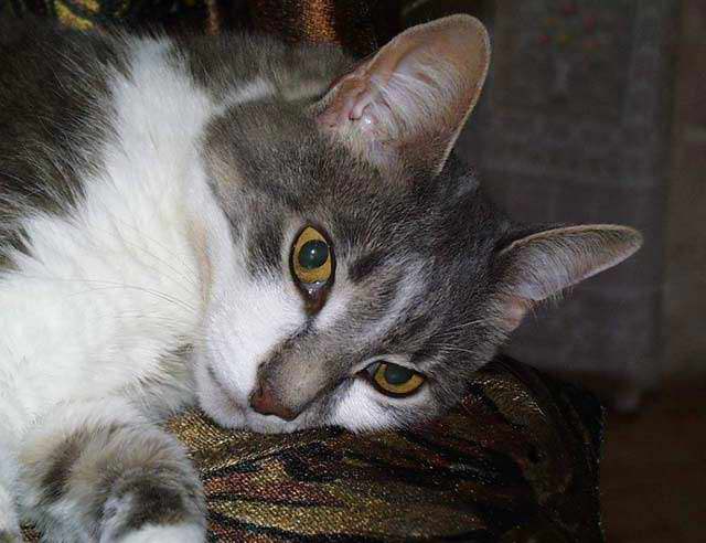 Gatti (62)